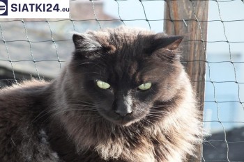 Siatki Darłowo - Zabezpieczenie balkonu siatką - Kocia siatka - bezpieczny kot dla terenów Darłowa